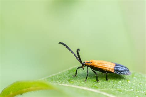 Coleoptera Hd Wallpapers