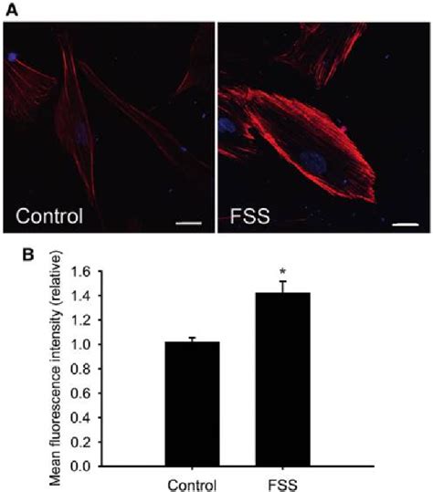 Fluid Shear Stress Stimulates Osteogenic Differentiation Of Human