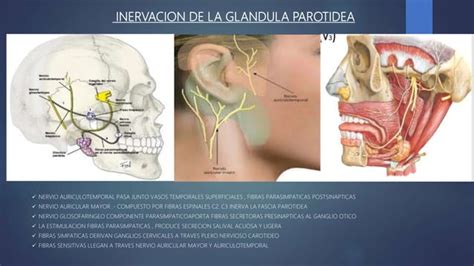 Regiones Parotidea Temporal Fosa Infratemporal Pptx