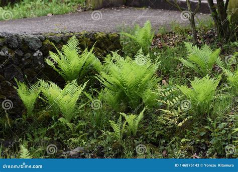 Ostrich fern stock image. Image of matteuccia, closeup - 146875143