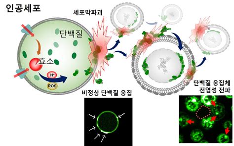 Ibs·포스텍·대구가톨릭대 인공세포 이용해 세포내 단백질 응고 생성·전파 과정 규명 전자신문