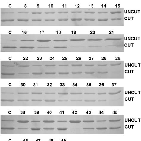 Analysis Of Activity Of The HRV 3C Protease And The TEV Protease