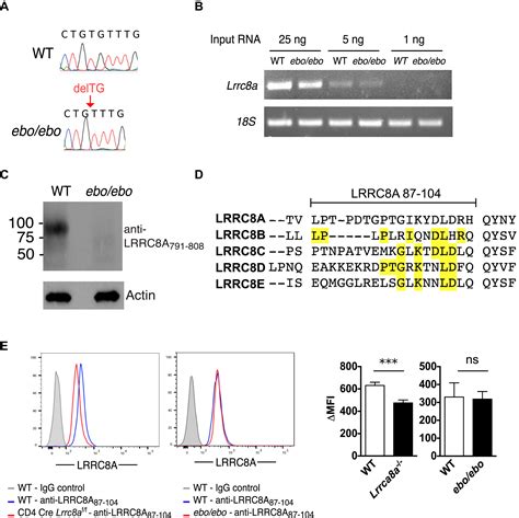 Leucine Rich Repeat Containing A Lrrc A Dependent Volume Regulated