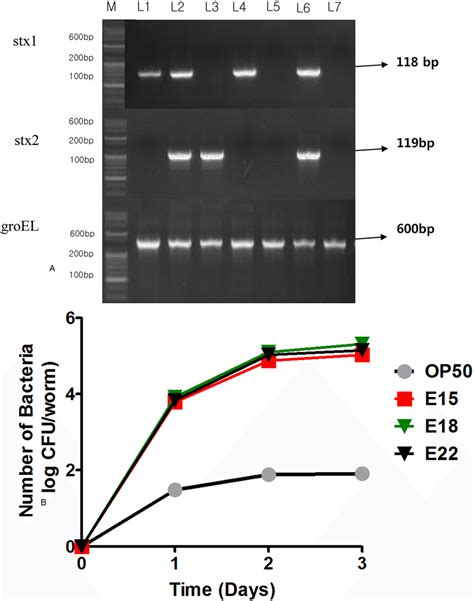 Conventional Pcr And Colonisation Assay Conventional Pcr Based On The