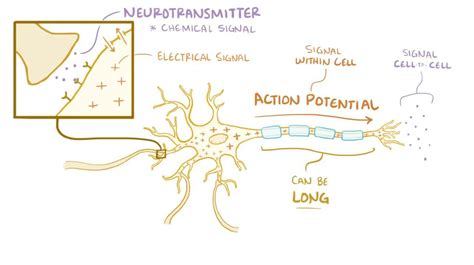 Video Neuron Action Potential