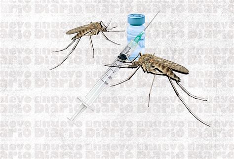 Prueban Con Xito Nueva Vacuna Contra El Dengue En Suiza El Nuevo