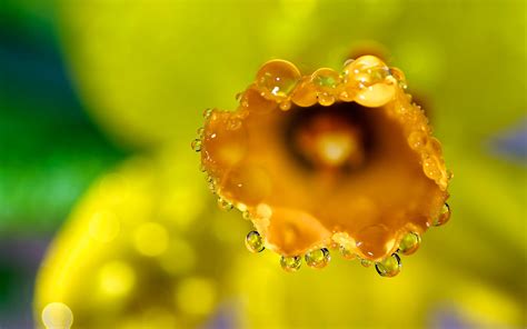 Hintergrundbilder Sonnenlicht Wasser Fotografie Makro Grün Gelb