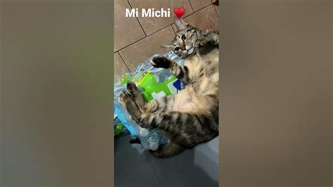 Mi Michi 🐈‍⬛ Youtube