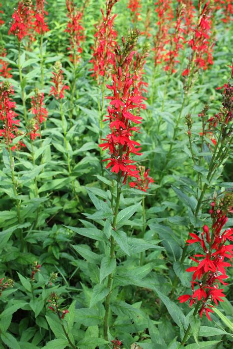 Cardinal Flower - Powdermill Nature Reserve