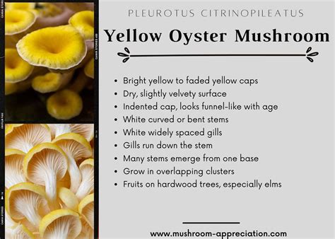 Yellow Oyster Mushrooms Identification Foraging And Cooking