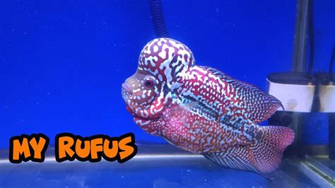 Louhan King Kamfa Flowerhorn Louhan Fish Youtube