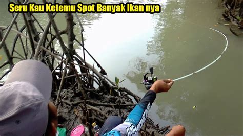 Mancing Di Hutan Bakau ‼️ Tarikan Ikan Nya Bikin Kita Lupa Mau Pulang