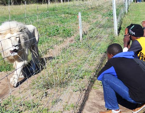 Our Kids Visit the Lion Park