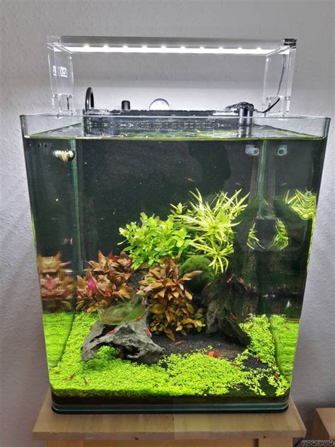 30l Nano Cube Flowgrow Aquascape Aquarien Datenbank