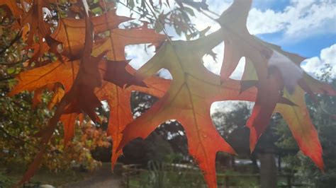 Autumn Scenes Walk London Surbiton ASMR Foxes 4K