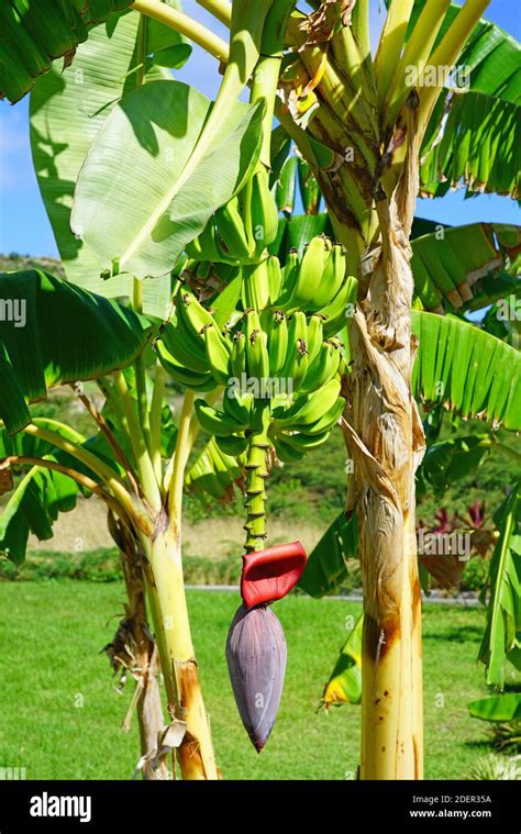 Plantain Tree Hi Res Stock Photography And Images Alamy