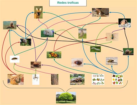 Mapa Conceptual De La Mariposa Monarca PPT