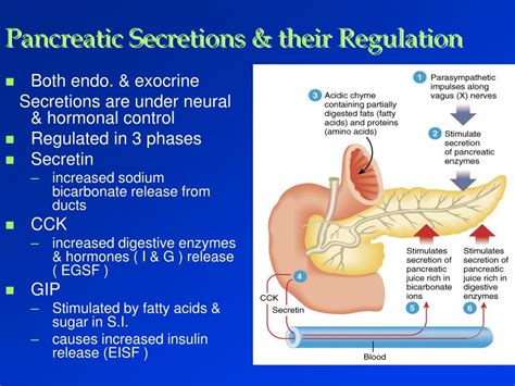 Ppt Digestive Physiology Powerpoint Presentation Free Download Id