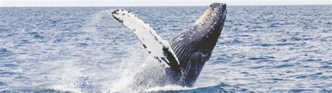 Whale Watching Tours in Melbourne - Prices & Discount Deals, VIC