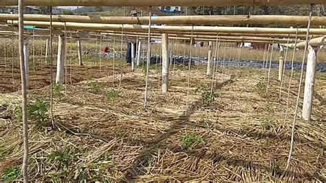 Bamboo Drip Irrigation System in India : a unique Setup