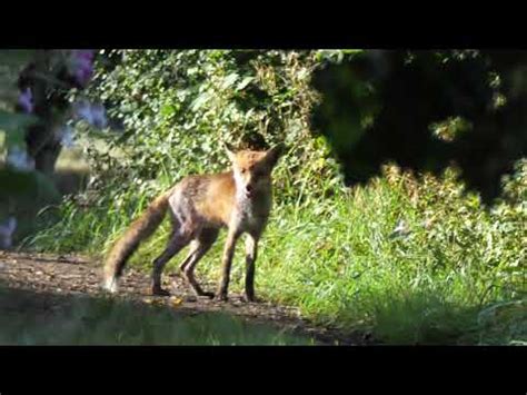 Panasonic Lumix G9 Wildlife Photography Red Fox Reddish Vale Country