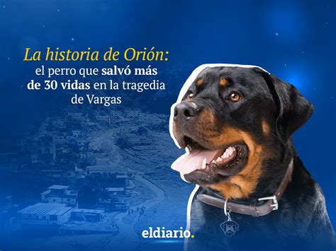 Noticias De Nueva Esparta La Historia De Ori N El Perro Que Salv