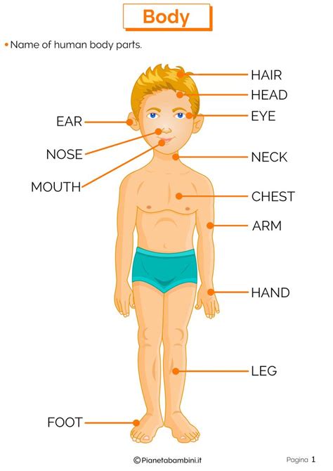 Le Parti Del Corpo In Inglese Esercizi Per La Scuola Primaria