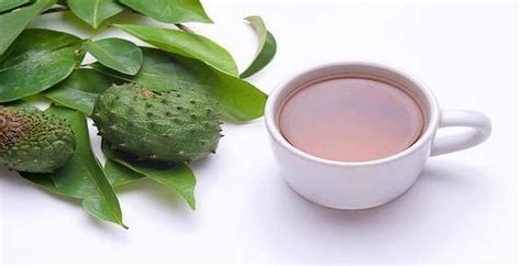 Eye Opening Facts No One Will Tell You About Soursop Tea Healthxtips