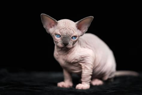 The 3 Breeds Of Cute Hairless Cats In Detail ( With Pictures)