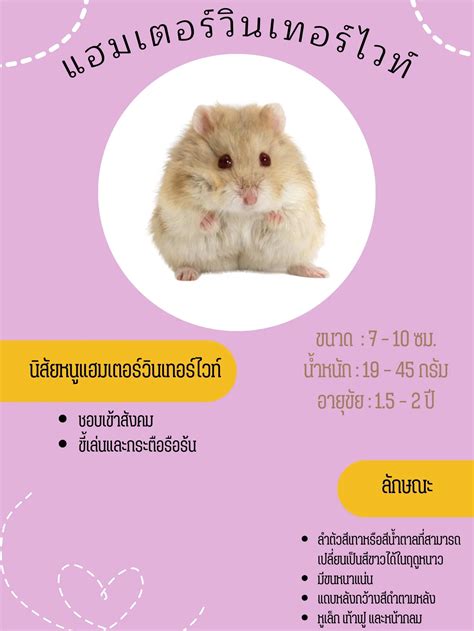 สายพันธุ์เจ้าหนูแฮมสเตอร์🐹 แกลเลอรีที่โพสต์โดย Panicha Yodphin Lemon8