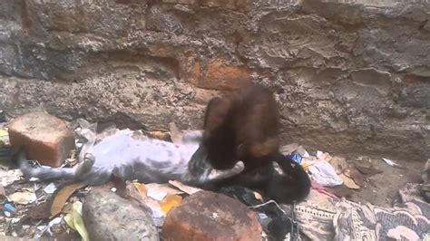 Monito Y Gato En Lucha Grecoromana Youtube