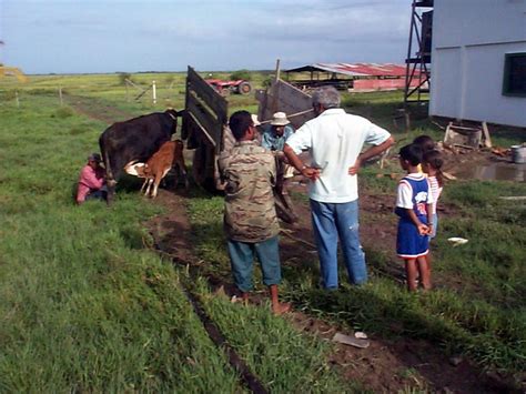 Animals_in_Guyana