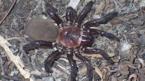 Trapdoor Spider New Giant Species Found In Australia Bbc News