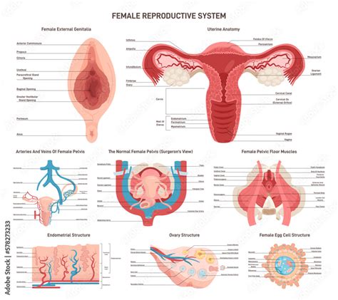 Female Reproductive Anatomy Set External And Internal Organs Muscles