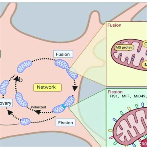 Mechanisms Of Mitochondrial Fusion And Fission And Some Drug Effects