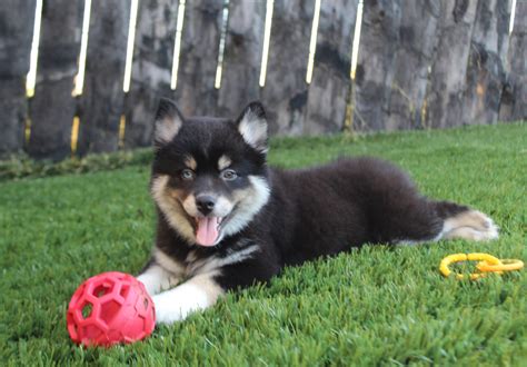 Zerek Pomsky | The Puppy Lodge
