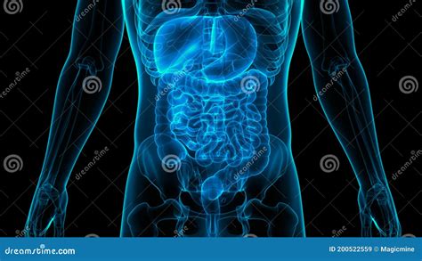 Menschliche Verdauungssystem Anatomie Der Inneren Organe Stock Abbildung Illustration Von