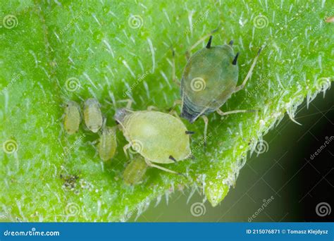 Colony Of Cotton Aphid Also Called Melon Aphid And Cotton Aphid Aphis