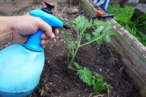 Leche Para Las Plantas Usos Que Pueden Beneficiar Al Huerto