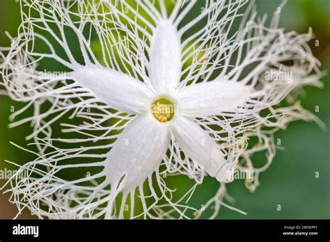 Blooming Plant Of Snake Gourd Trichosanthes Cucumerina Also Called