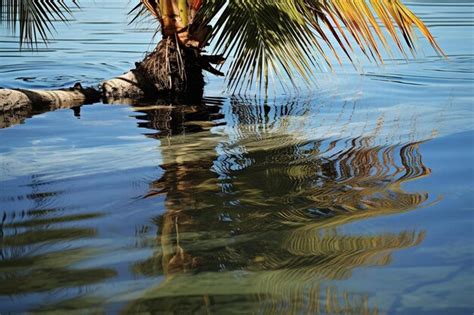 Premium Ai Image A Palm Tree Is Reflected In The Water