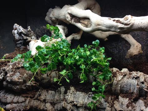 Pin By Dani On Terrarien Reptilien Ficus Pumila Creeping Fig