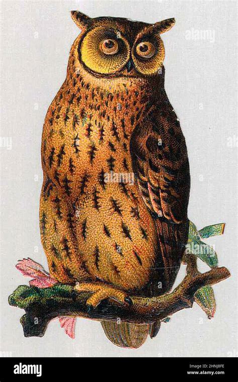 Vintage Victorian bird illustrations Stock Photo - Alamy