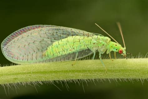 Lacewing Life Cycle: How Long Do Lacewings Live? - What's That Bug?