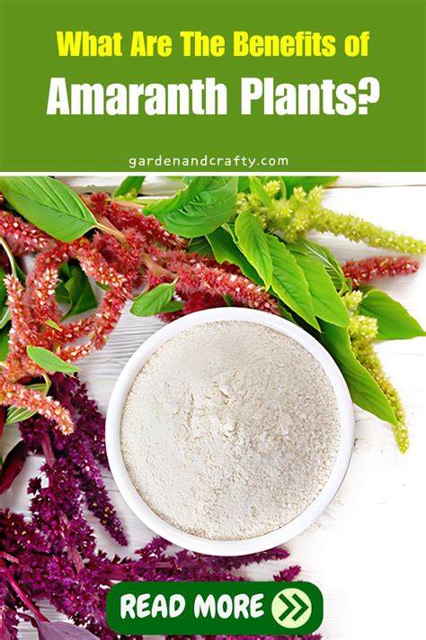 What Are The Benefits Of Amaranth Plants