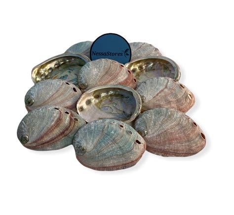 Red Abalone Sea Shell One Side Polished Beach Craft Pcs Jc