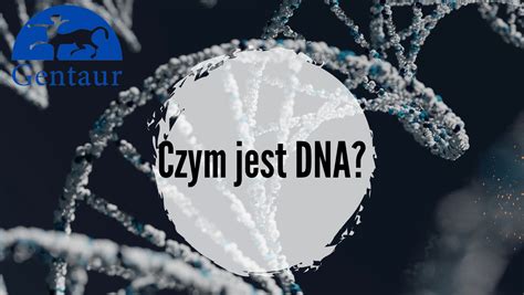 Czym Jest DNA Definicja Budowa Funkcja Gentaur Dystrybutor