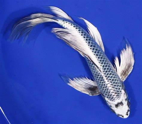 Blue Butterfly Koi Fish