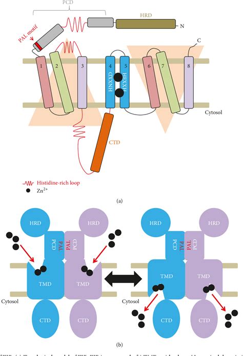 Figure From Function Structure And Transport Aspects Of Zip And Znt