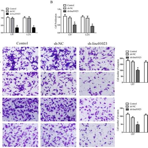 Inhibition Of Linc01023 Restrained Glioma Cell Proliferation Migration